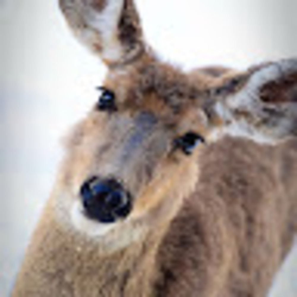 Meet your Posher, She